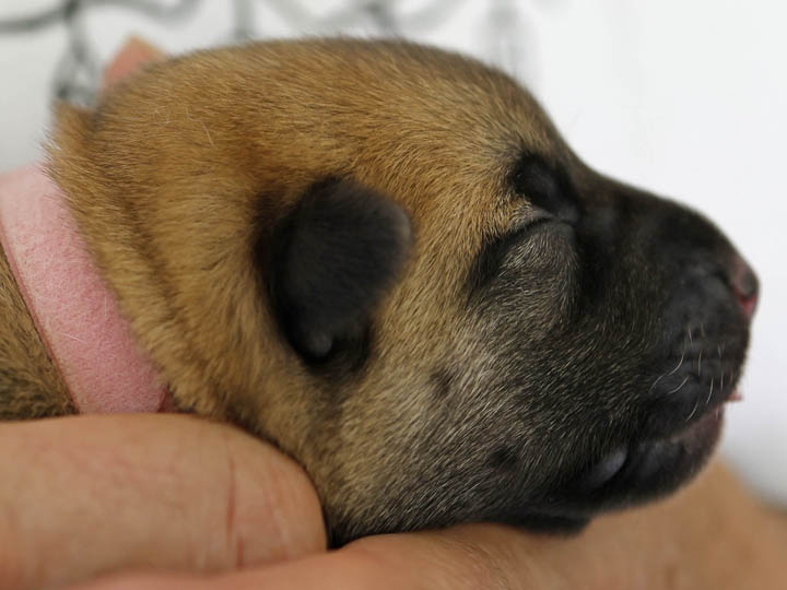 chinook puppy